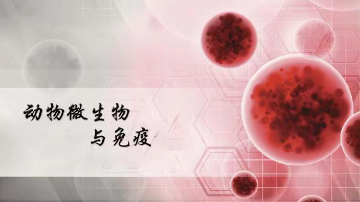动物微生物与免疫