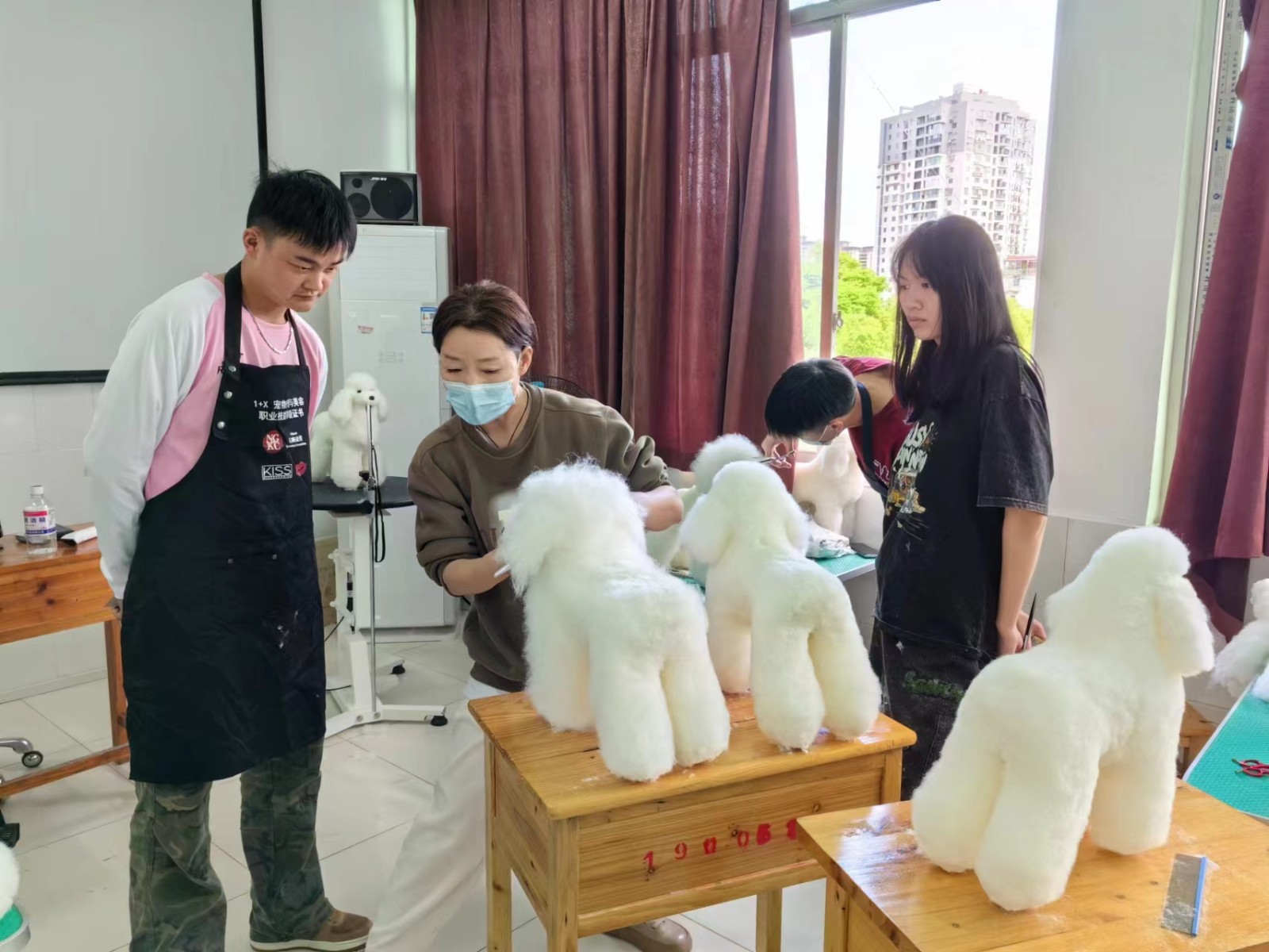 1+X宠物美容培训3